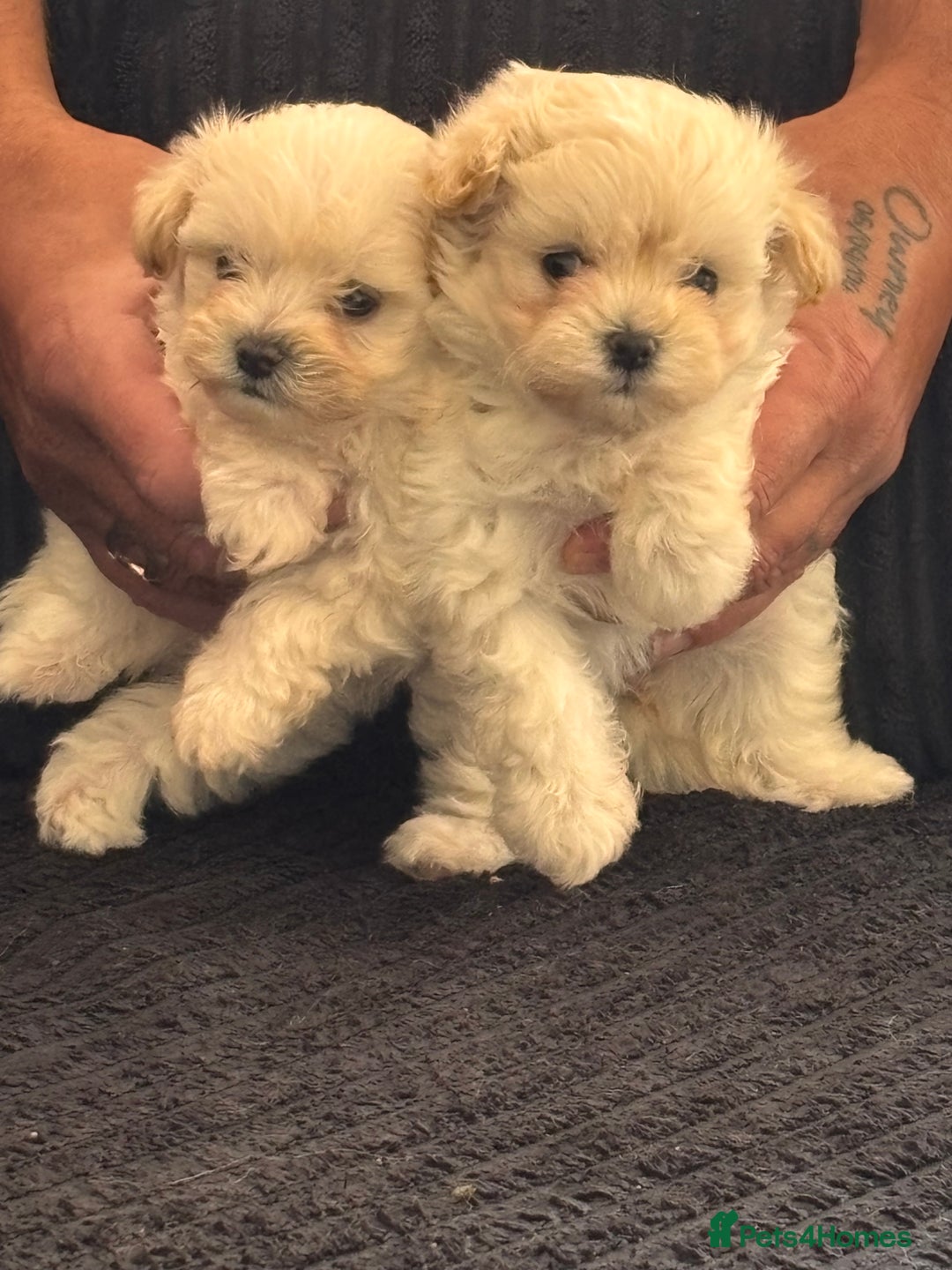 Maltipoo dogs for sale: Adorable Micro Maltipoo f1s  - Image 9