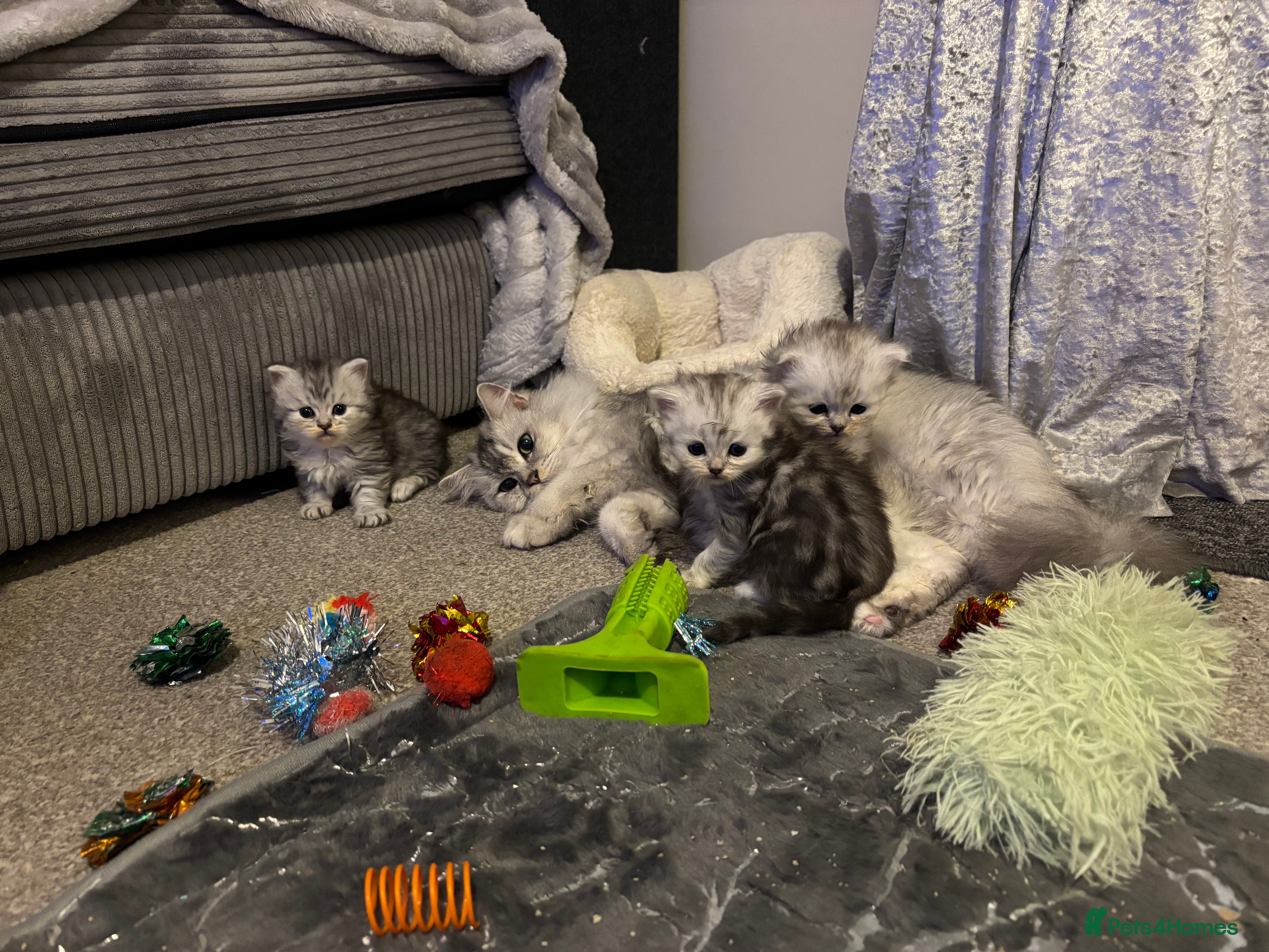 Persian cats Stunning Persian X mainecoon babies - Advert 16