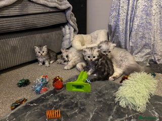 Persian cats Stunning Persian X mainecoon babies - Advert 16