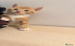 Mixed Breed cats for sale: One ginger male available  - Image 2