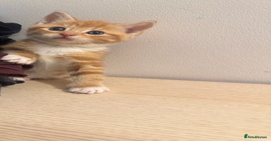 Mixed Breed cats - Advert 4