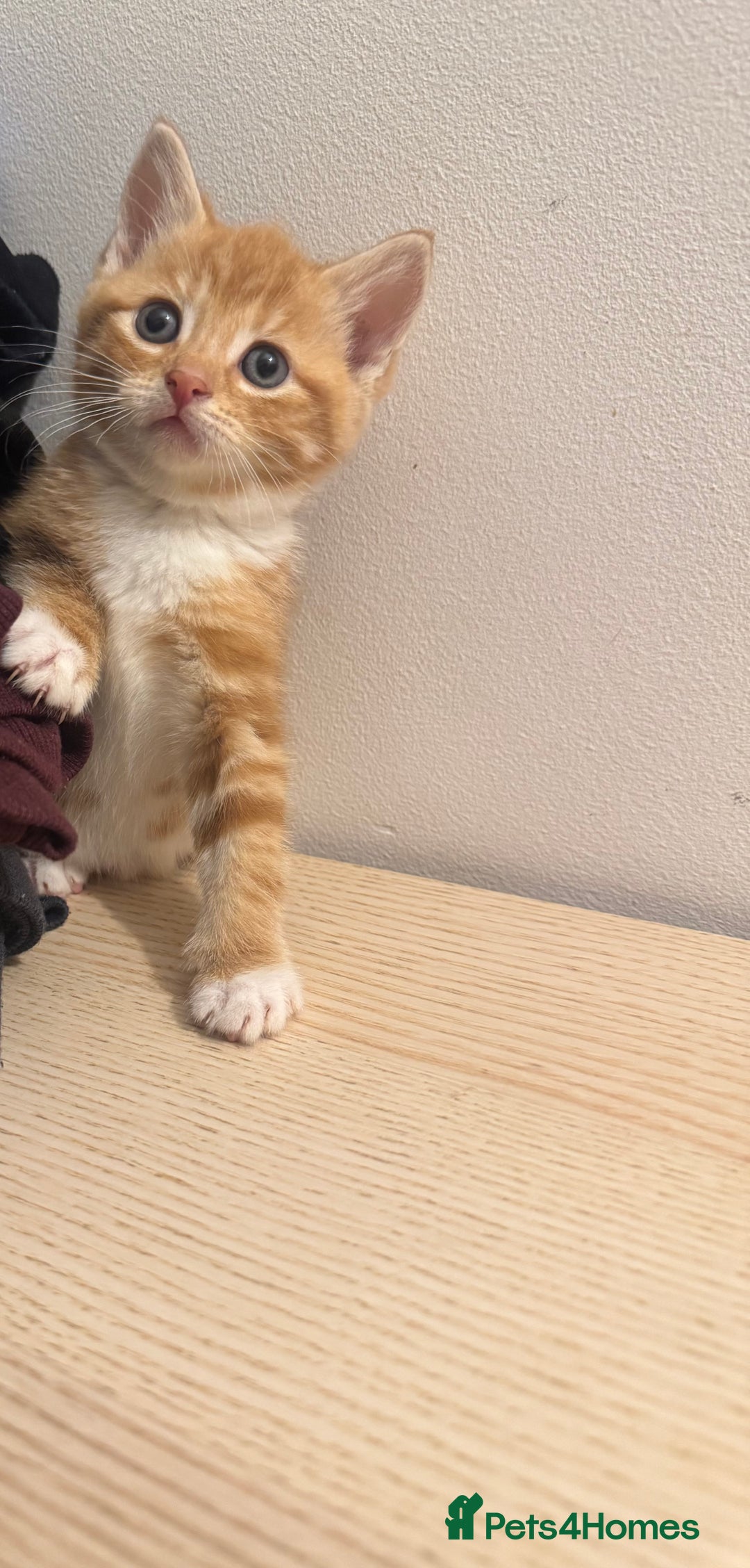 Mixed Breed cats for sale: One ginger male available  - Image 2