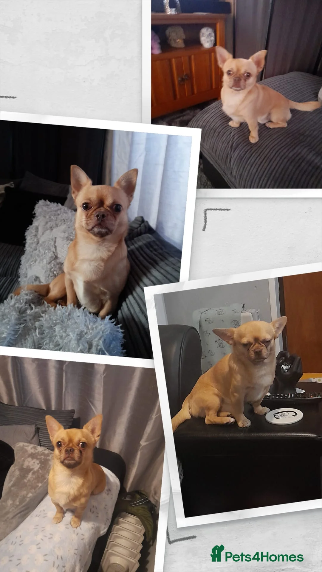 Chihuahua dogs for stud: Apple head chihuahua  - Advert 2