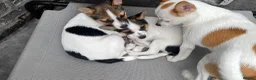 Mixed Breed dogs for sale: 3 Small Mixed breed puppies  in Manchester - Advert 24