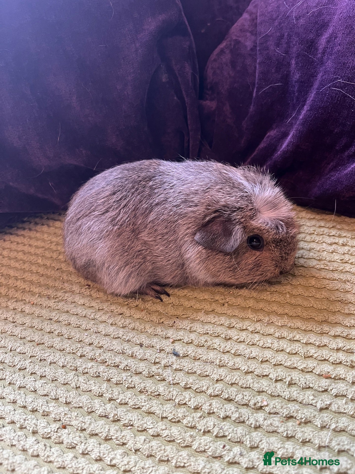 Guinea Pig rodents Guinea pigs  - Advert 13