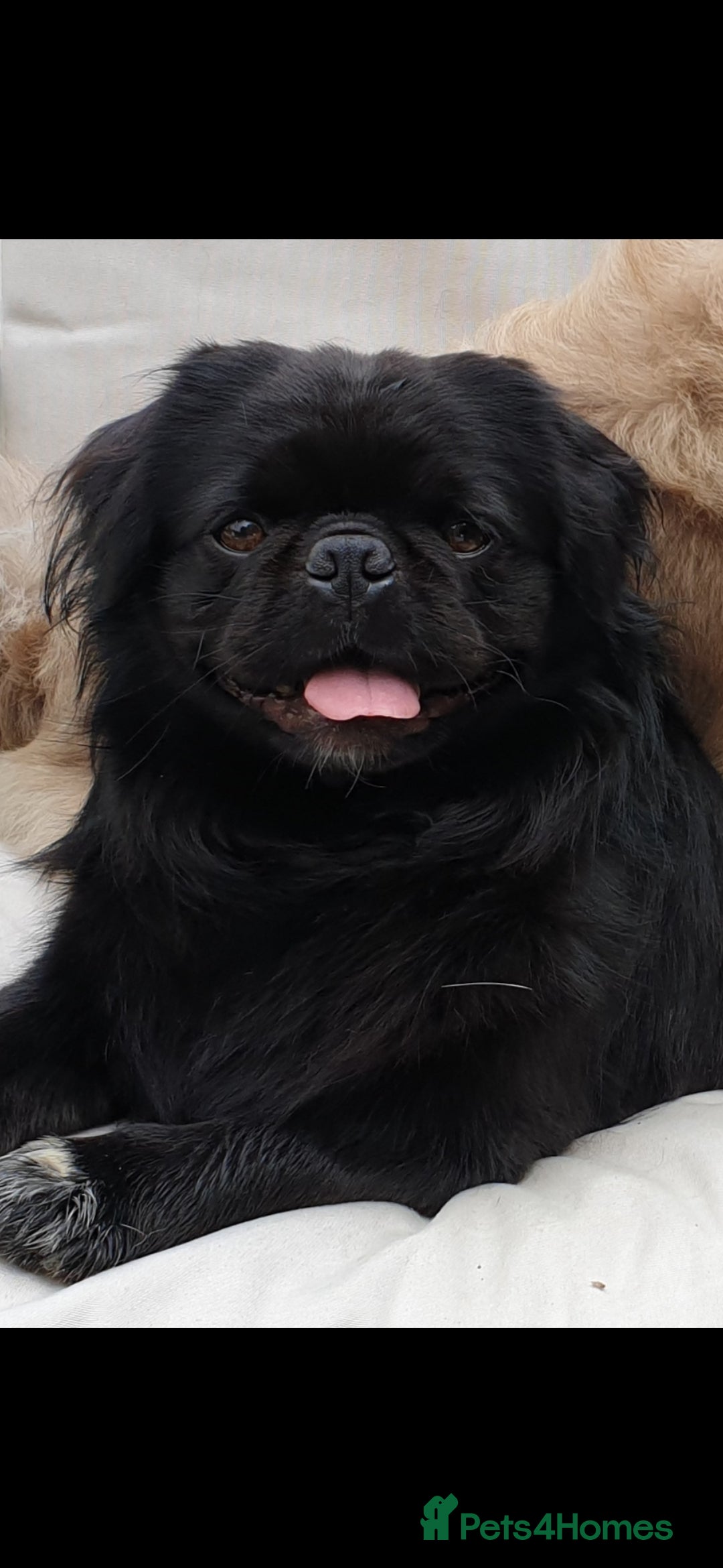 Pug dogs FLUFFY PUG STUD Blue Choc Black Tan carrier Husky - Advert 12