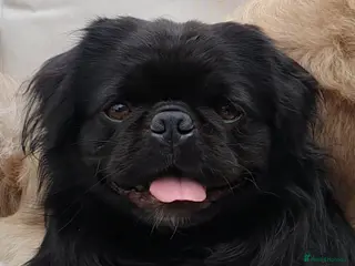 Pug dogs FLUFFY PUG STUD Blue Choc Black Tan carrier Husky - Advert 12