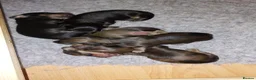 Miniature Dachshund dogs for sale: Long haired miniature dachshund puppies KC REG - Advert 4