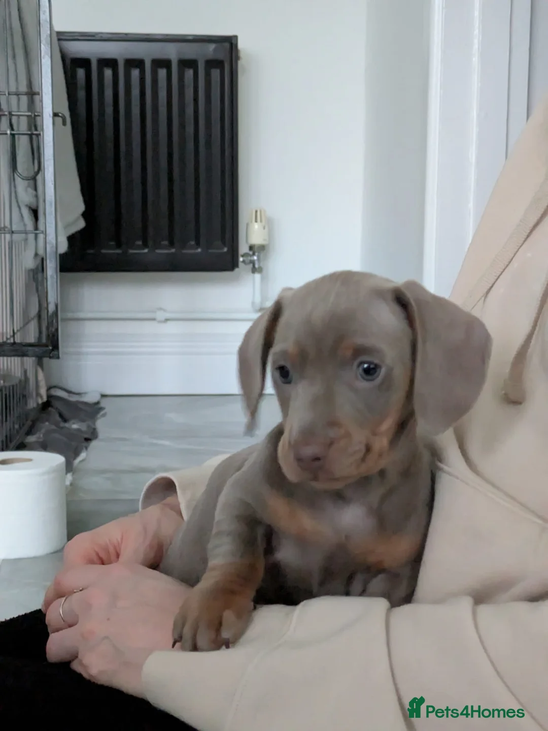 Miniature Dachshund dogs for sale: KC registered smooth hair miniature dachshund  - Advert 2