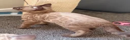 Bengal cats for sale: TICA registered Seal Solid Silver Mink Bengals - Advert 20