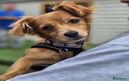 Mixed Breed dogs for adoption: Little (Tiny) Lady - Image 5