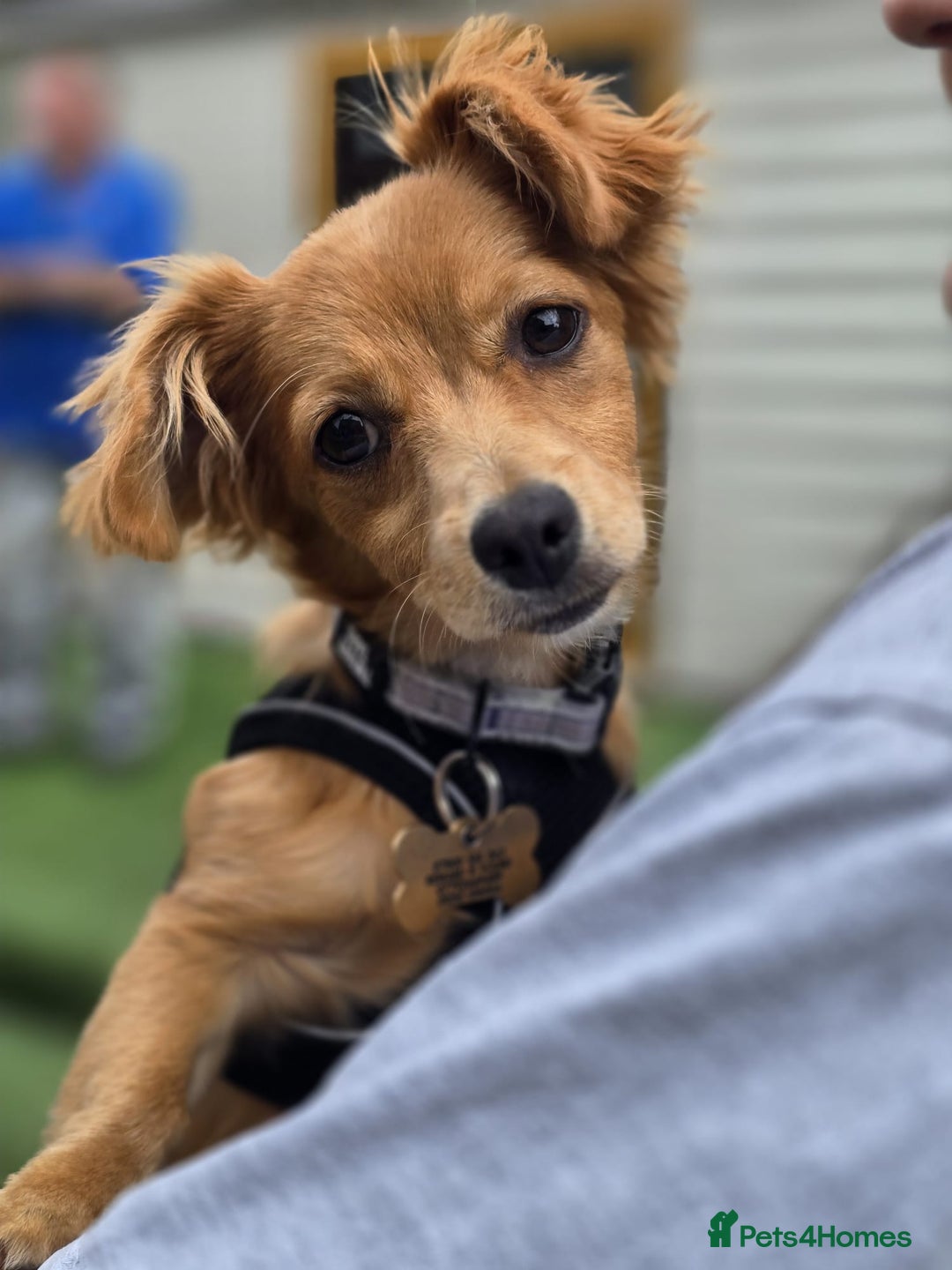 Mixed Breed dogs for adoption: Little (Tiny) Lady - Image 5