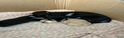 Chihuahua dogs for sale: Chihuahua pups for sale - Advert 6