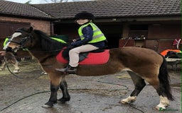 New Forest horses for sale: New Forest mare for sale  - Image 3