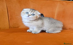 Scottish Fold cats for sale: Excellent Scottish fold kittens  - Image 20