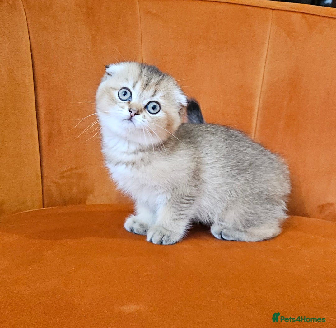 Scottish Fold cats for sale: Excellent Scottish fold kittens  - Image 20