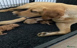 Labrador Retriever dogs for sale: KC Registered Labrador Puppies  - Image 9