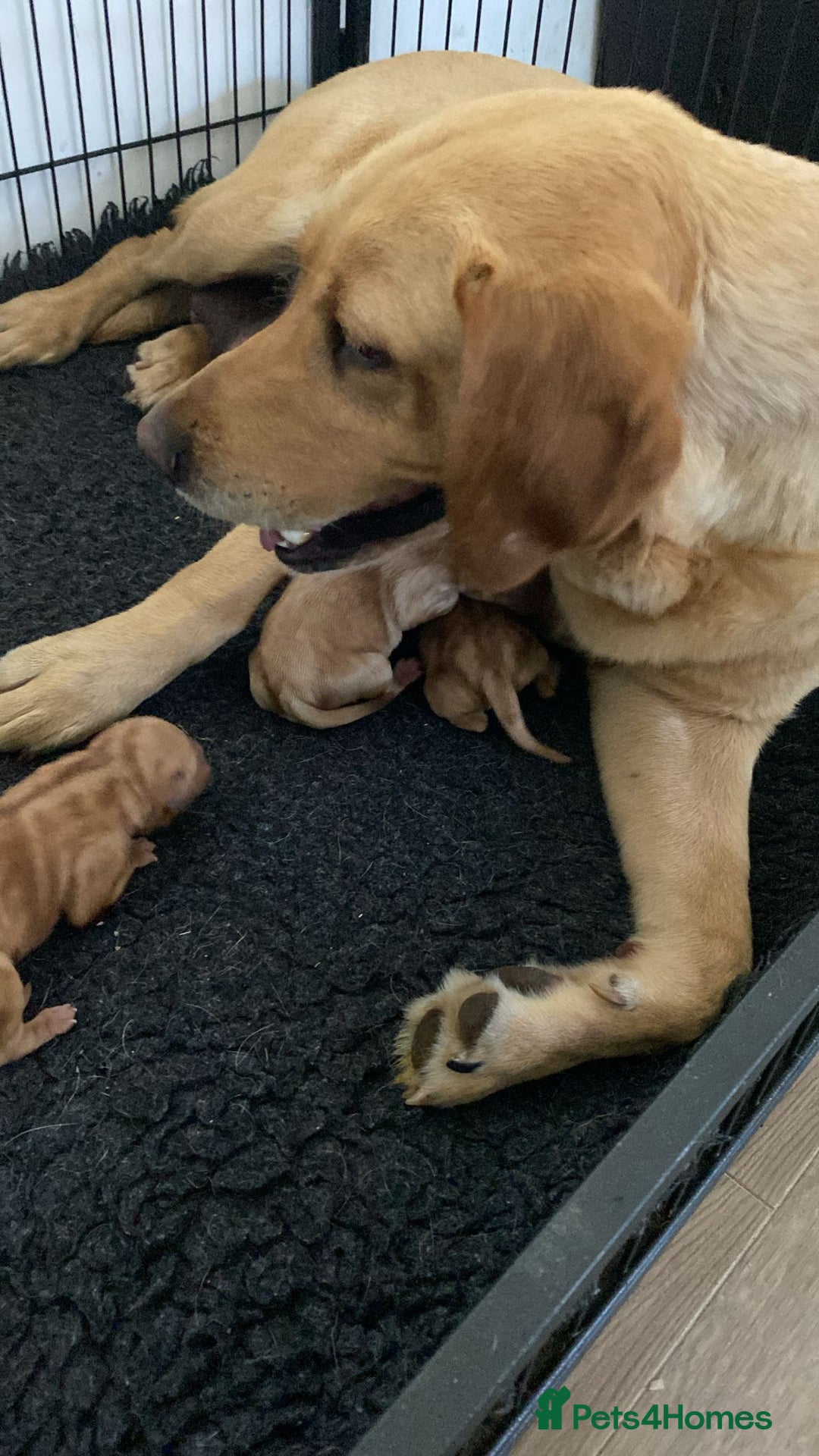 Labrador Retriever dogs for sale: KC Registered Labrador Puppies  - Image 9