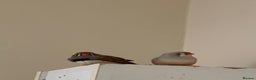 Canaries birds for sale: Budgies zebra finches  - Advert 4