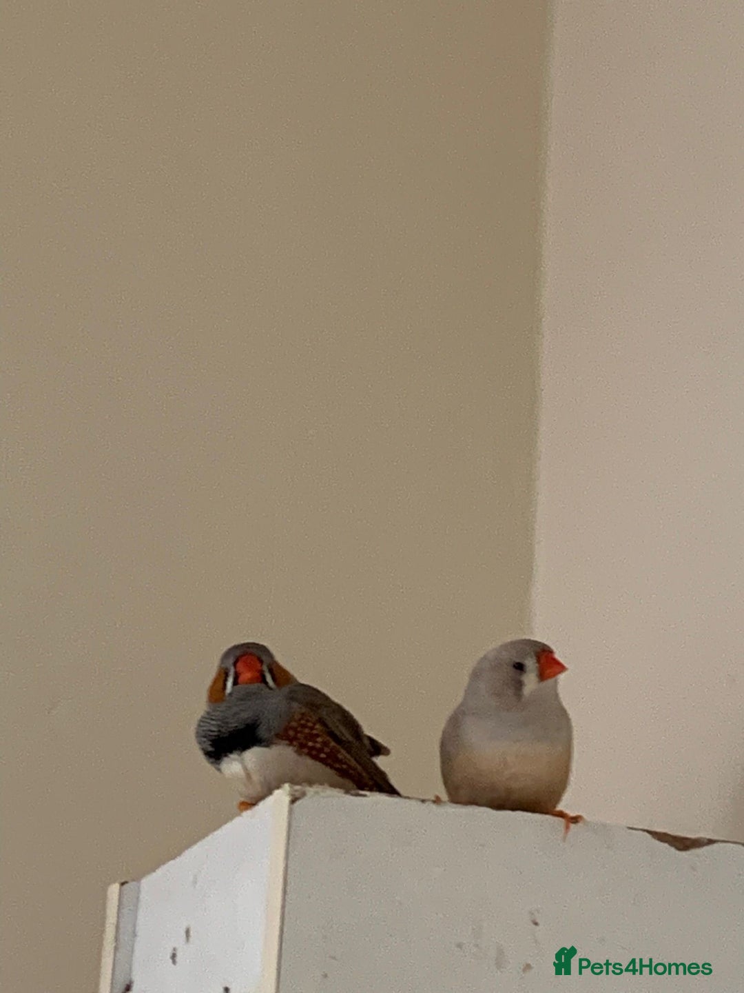 Canaries birds for sale: Budgies zebra finches  - Advert 4