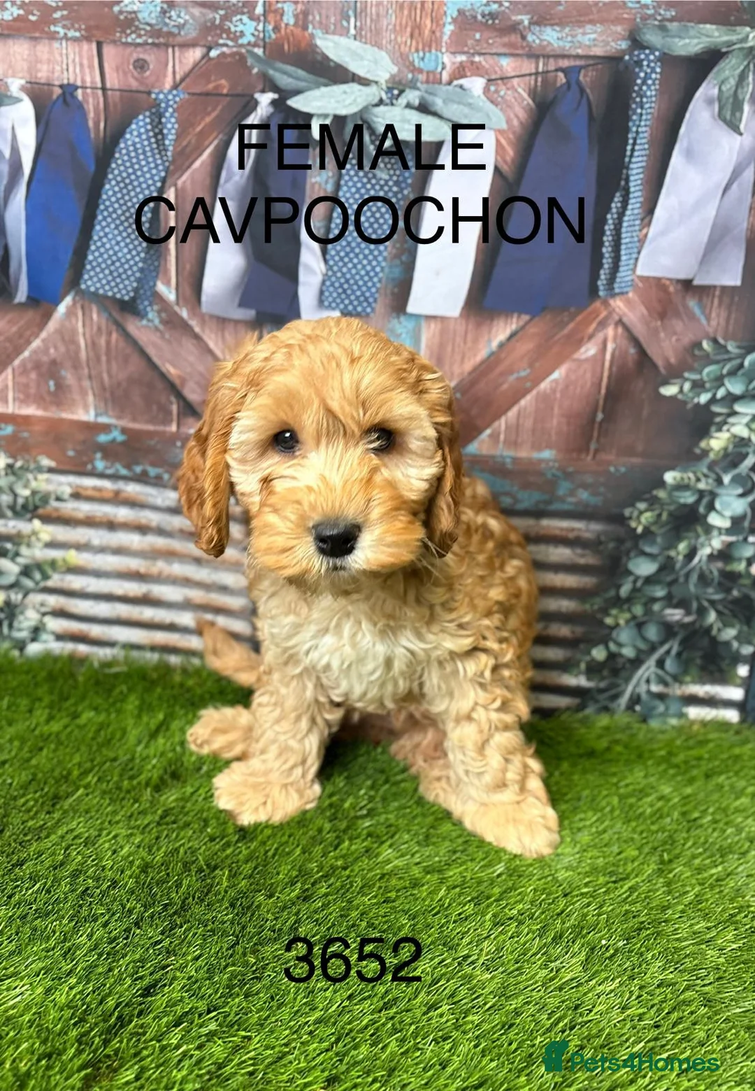 Cavapoochon dogs for sale: Stunning Cavapoochon puppies  - Advert 1