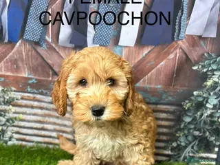 Cavapoochon dogs Stunning Cavapoochon puppies - Advert 5