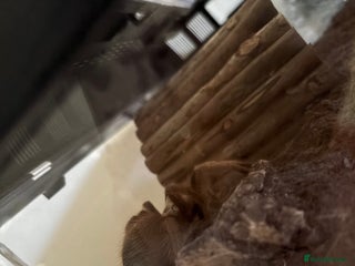 Tarantulas invertebrates Desert blonde tarantula - Advert 1