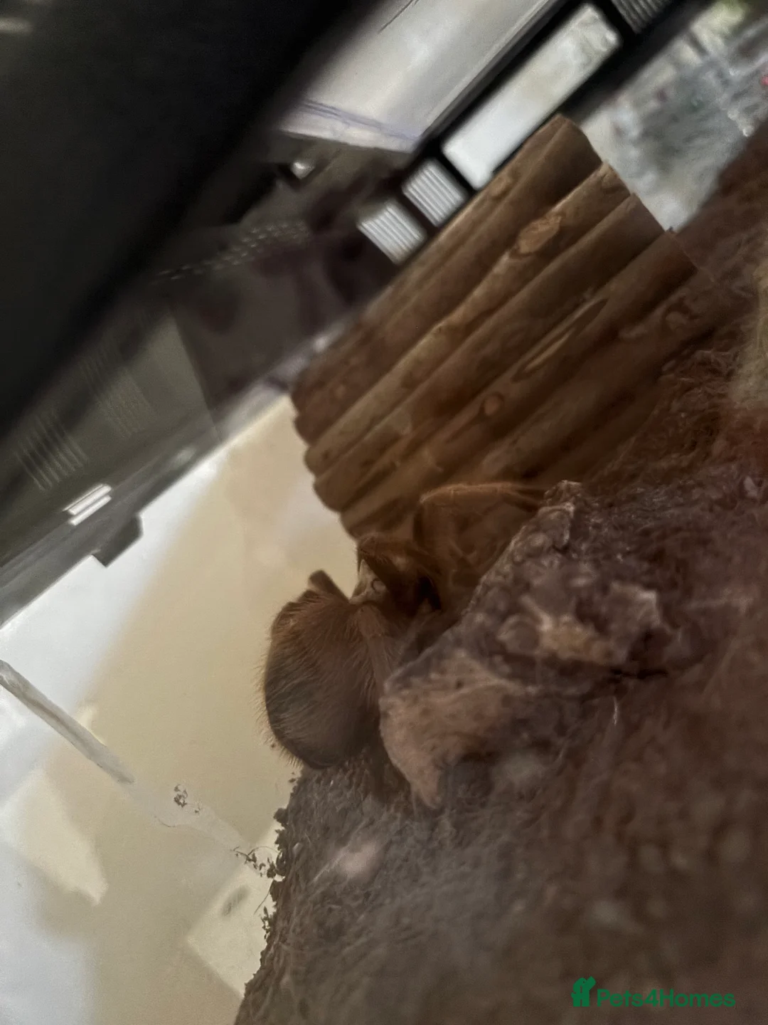 Tarantulas invertebrates for sale: Desert blonde tarantula  - Advert 1