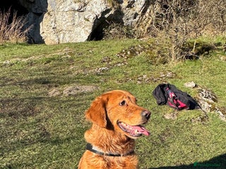 Golden Retriever dogs KC Registered Golden Retriever Puppy Boy - Advert 2