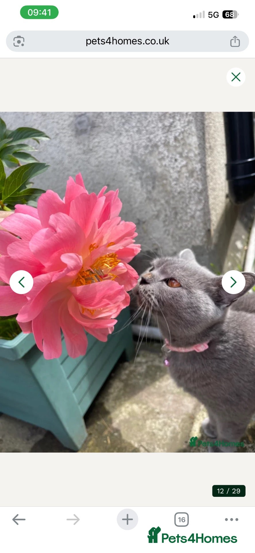 British Shorthair cats Beautiful British Kittens 🍂 - Advert 2