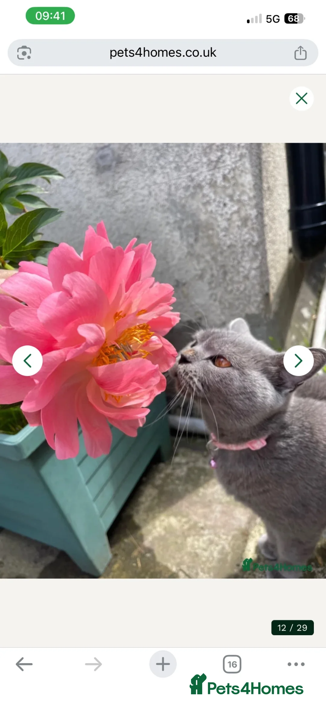 British Shorthair cats for sale: Beautiful British Kittens 🍂 - Advert 2