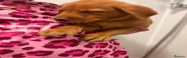 Labrador Retriever 5