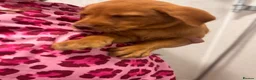 Labrador Retriever dogs for sale: Labrador puppies fox red black and golden litter  - Advert 9