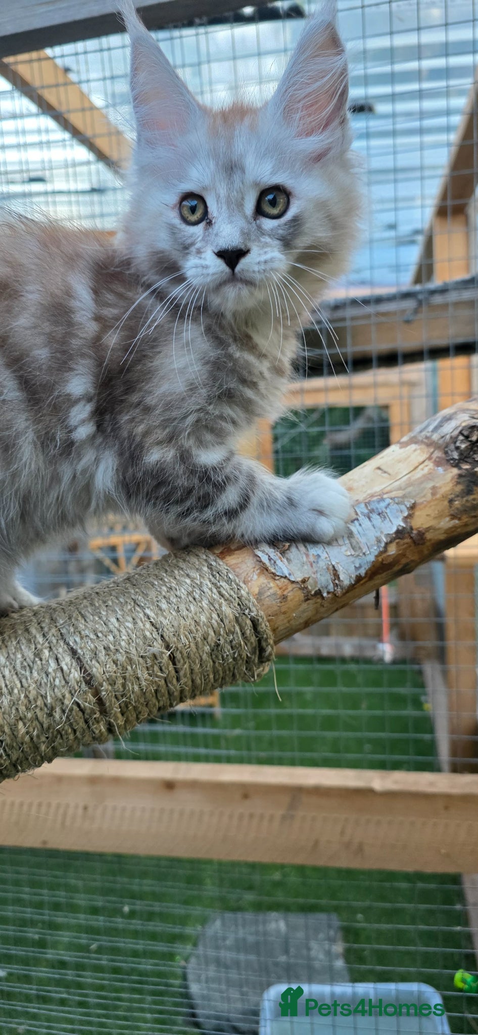 Maine Coon cats Last Stunning Tica Registered girl left for Sale - Advert 2