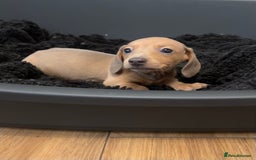 Miniature Dachshund dogs for sale: Tiny miniature kc dachshunds LAST GIRL   - Image 12