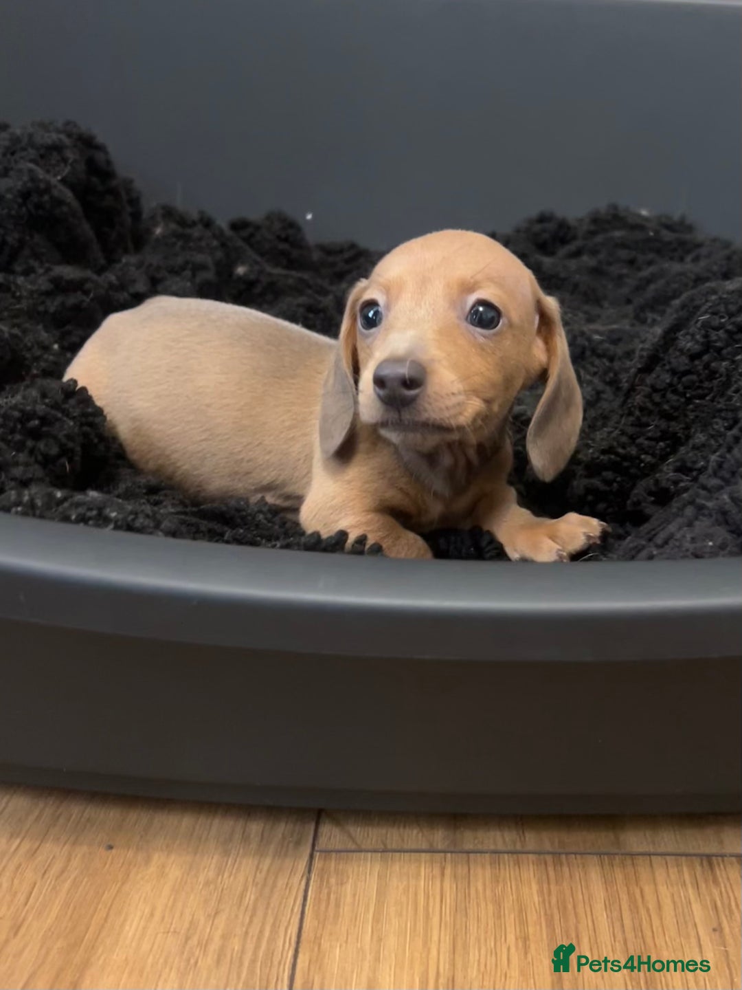 Miniature Dachshund dogs for sale: Tiny miniature kc dachshunds LAST GIRL   - Image 12