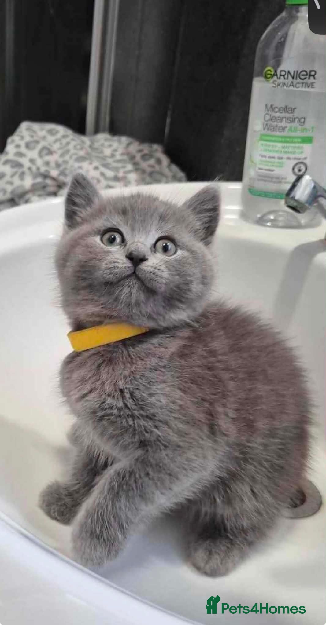 British Shorthair cats BRITISH SHORT HAIR FLUFFY BABY - Advert 1