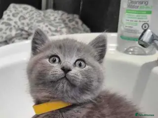 British Shorthair cats BRITISH SHORT HAIR FLUFFY BABY - Advert 1