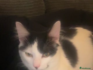 Mixed Breed cats Mixed breed 2 cats - Advert 1