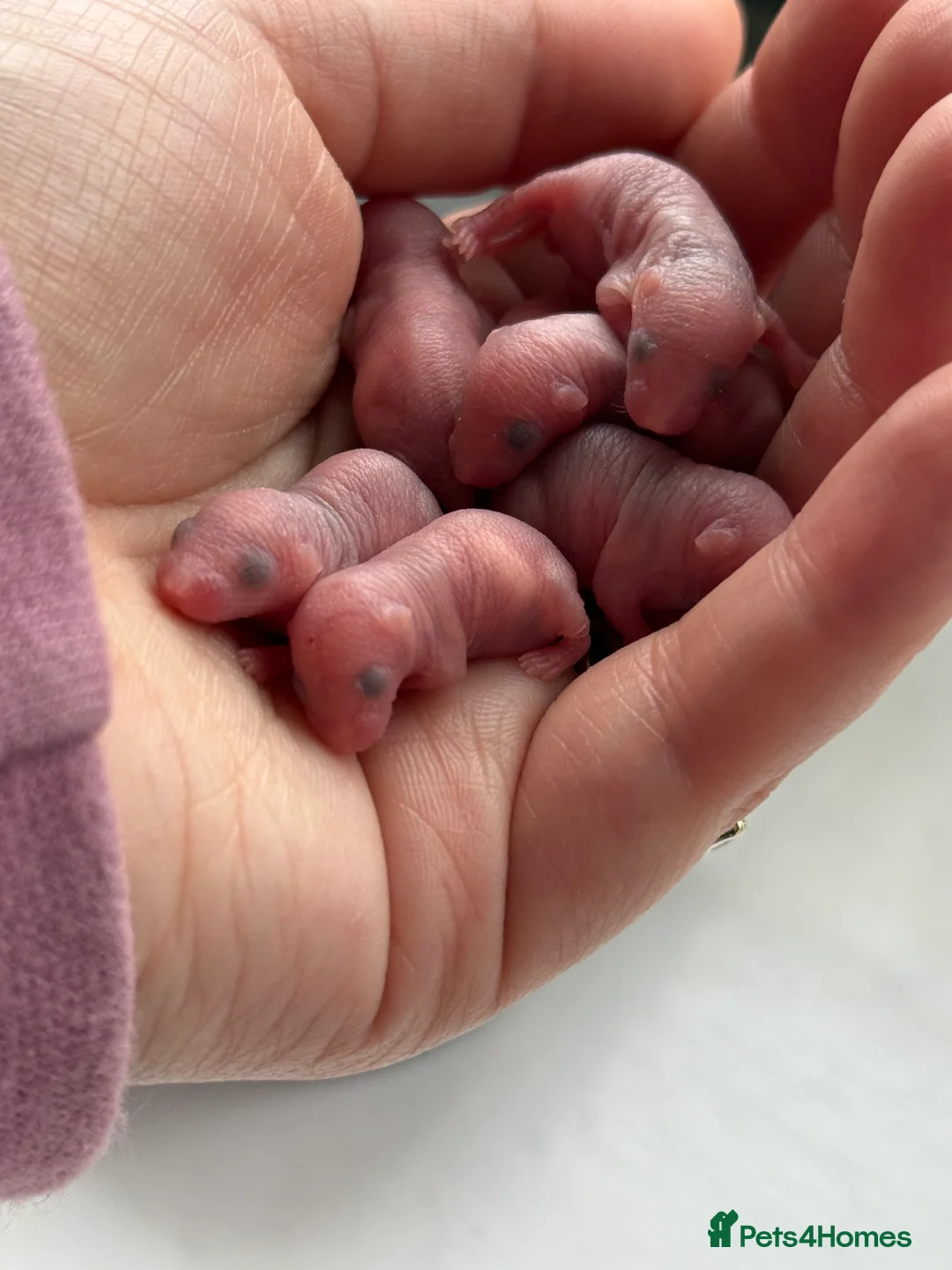 Mouse rodents for sale: Baby mice ( not ready )  - Advert 2