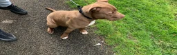 Staffordshire Bull Terrier dogs for sale: 7 months old staffy - Advert 5