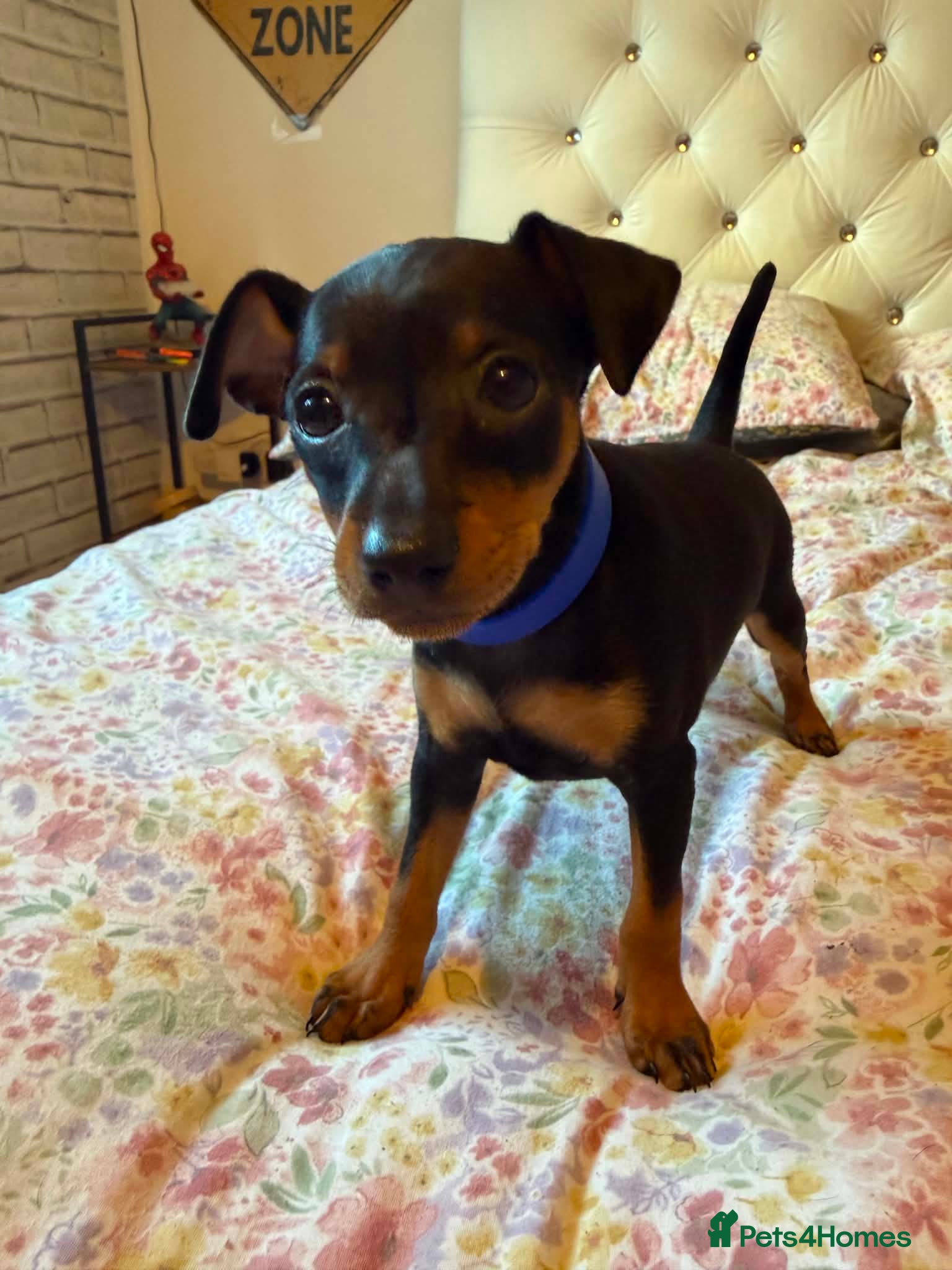 Mixed Breed dogs Miniature Pinscher Puppies For Sale - Advert 2