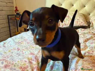 Mixed Breed dogs Miniature Pinscher Puppies For Sale - Advert 2