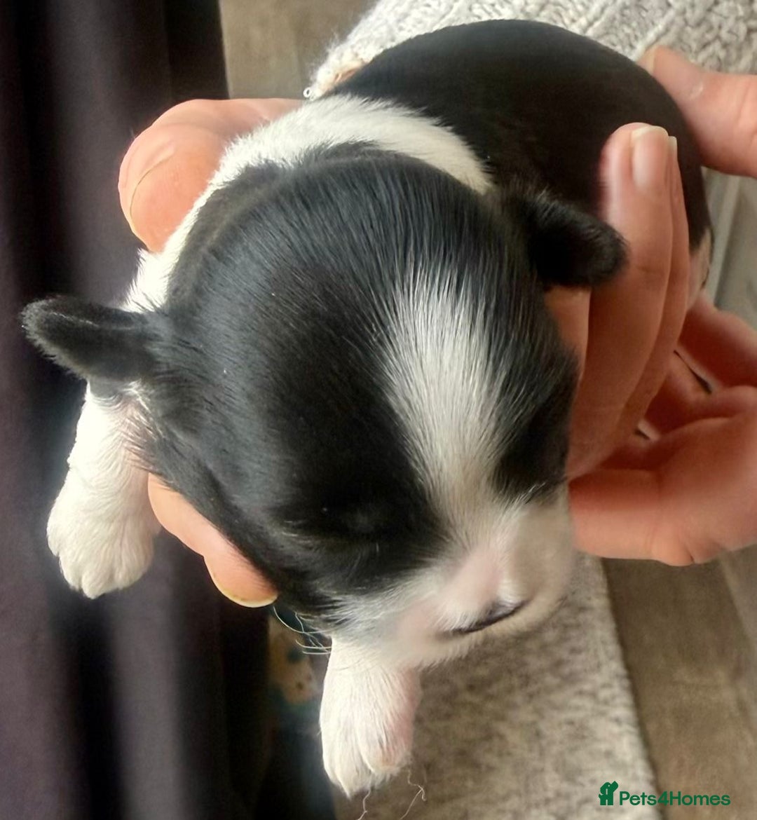 Lhasa Apso dogs for sale: 5 KC health tested Lhasa apso puppies - Advert 3