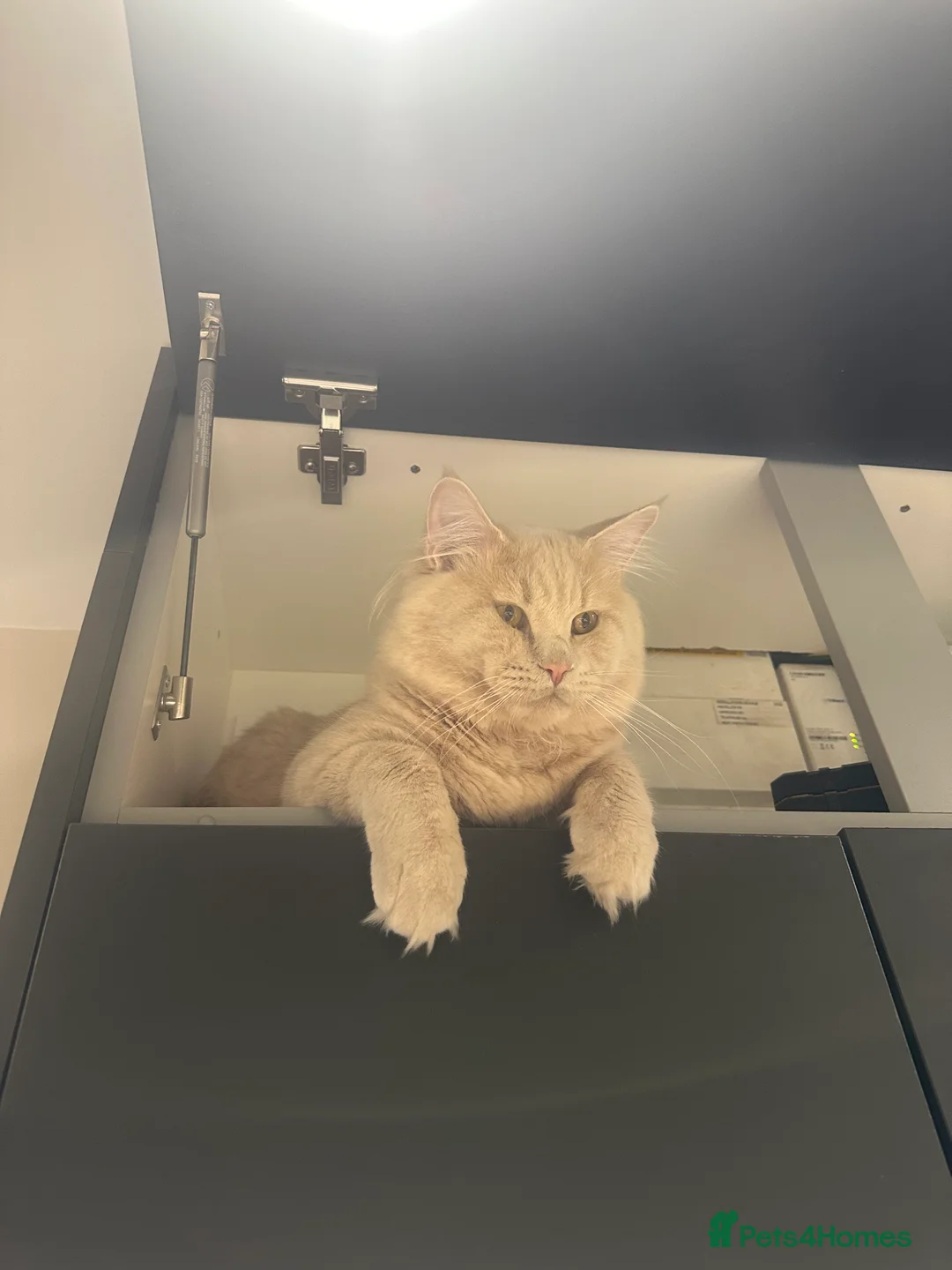 Mixed Breed cats for sale: British Short Hair x Maine Coone in Stoke-on-Trent - Advert 4