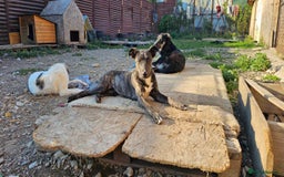 Mixed Breed dogs for adoption: A Beautiful and Gentle Girl - for a Loving Home - Image 21