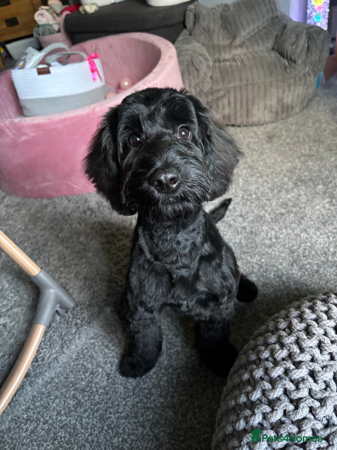 Cockapoo dogs for sale: 6 month old cockapoo - Image 1