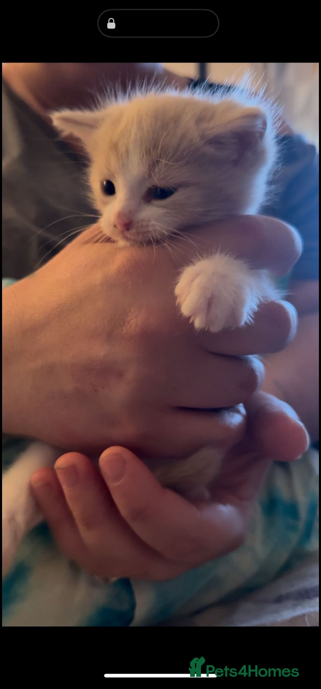 Mixed Breed cats for sale: Adorable kittens available  - Image 8