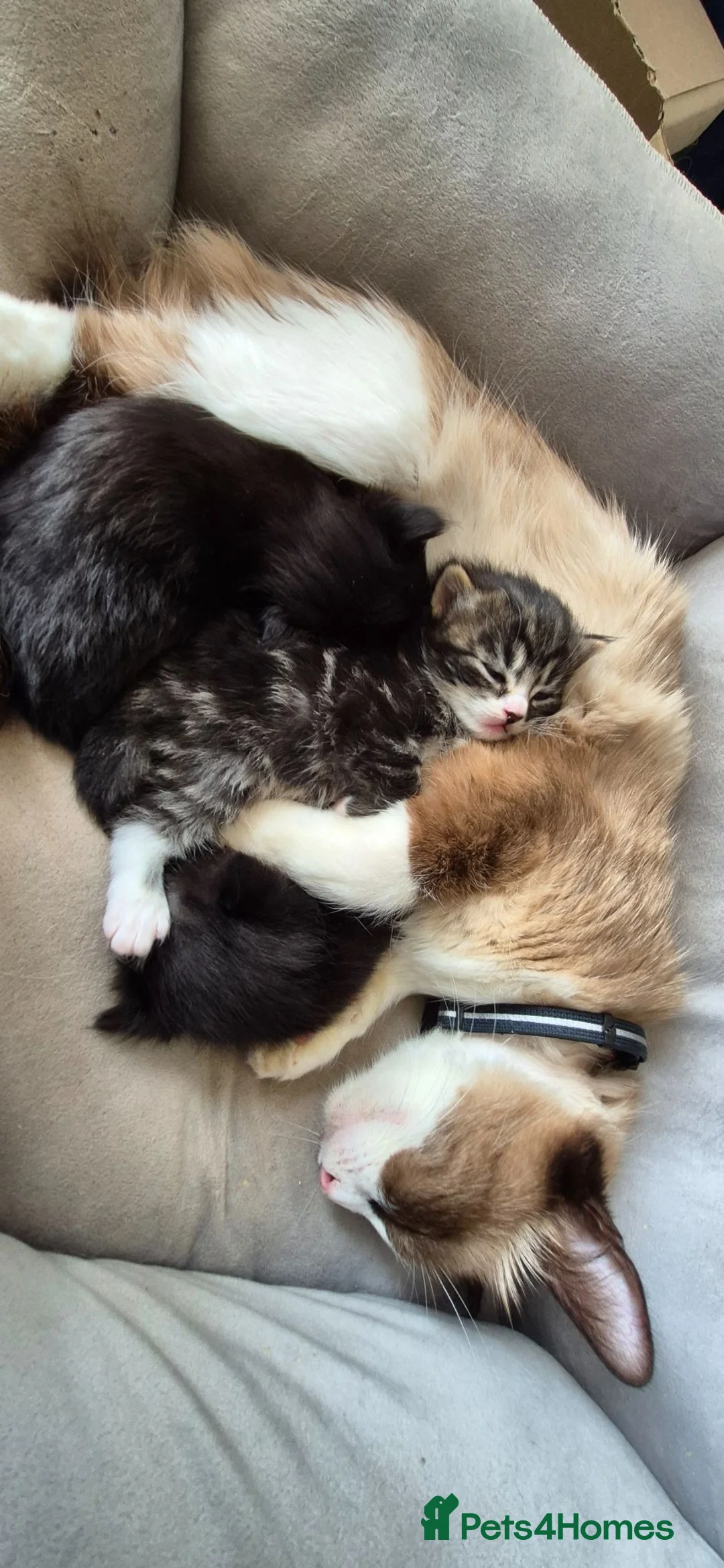 Mixed Breed cats for sale: Ragdoll Cross Kittens for Sale in Southampton - Advert 1