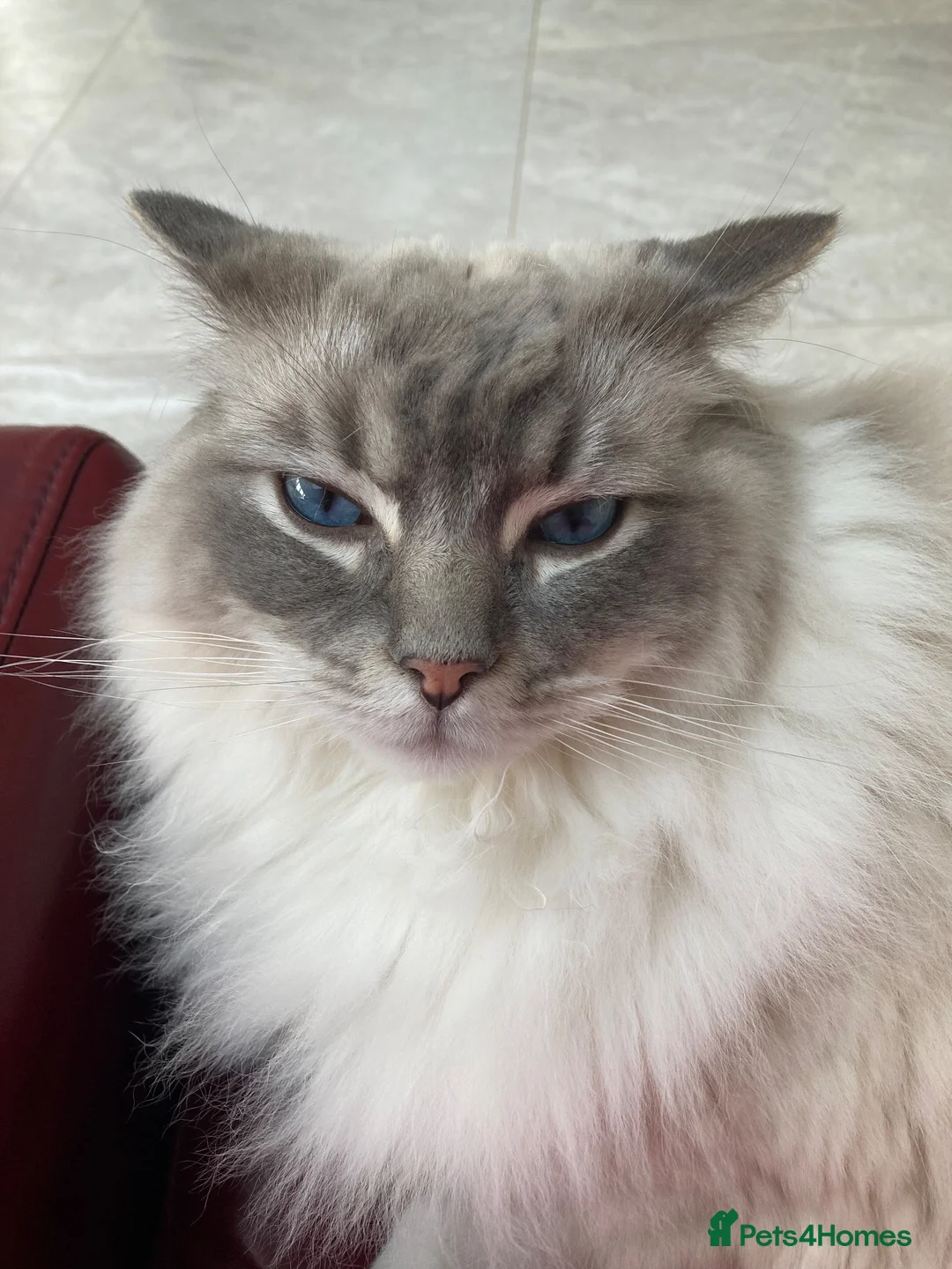 Ragdoll cats for sale: Re home our two ragdoll cats.  in Northampton - Advert 7